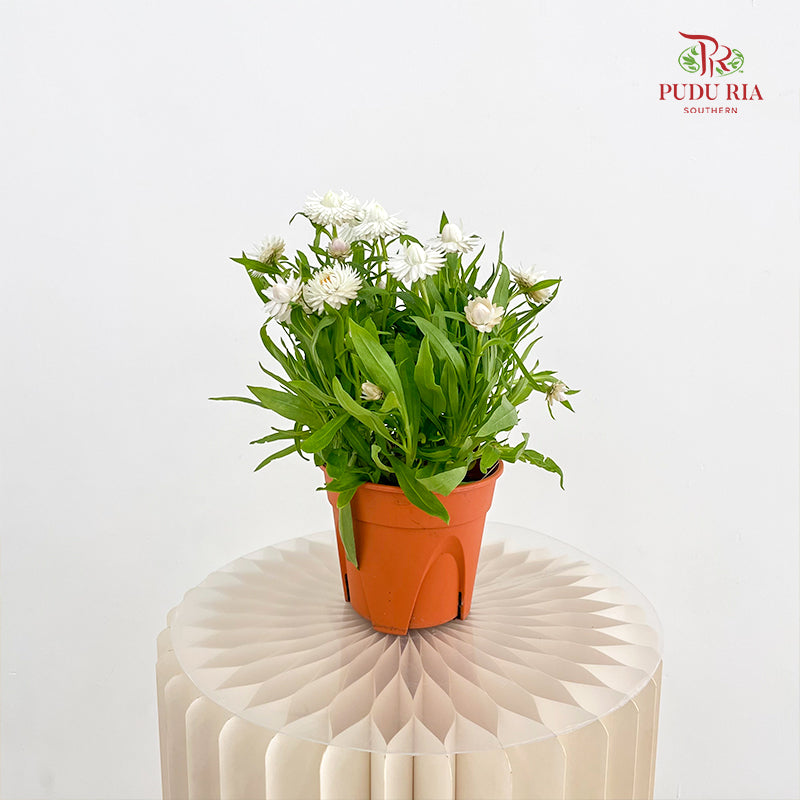 Bracteantha