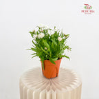 Bracteantha