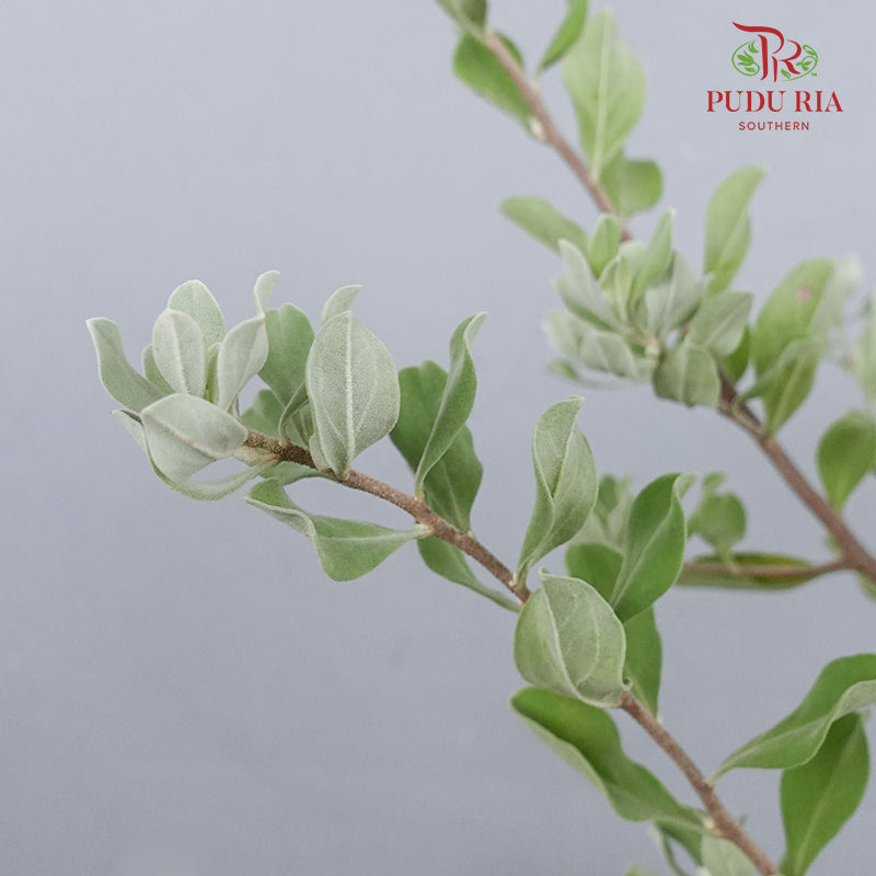 Leucophyllum