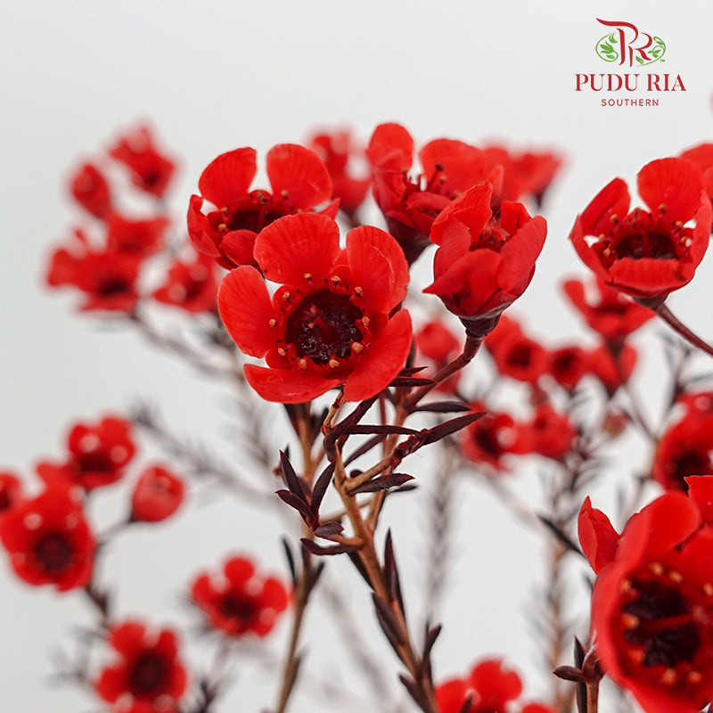 Wax Flower Red 蜡花 - (Per Bundle)
