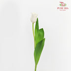 Tulip Liberstar White 皇冠郁金香 - (8-10 Stems)