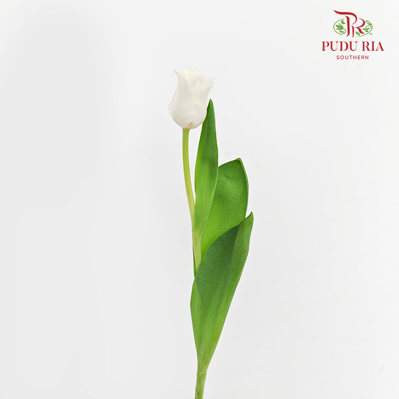 Tulip Liberstar White 皇冠郁金香 - (8-10 Stems)