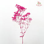 Preservative Baby Breath - Hot Pink