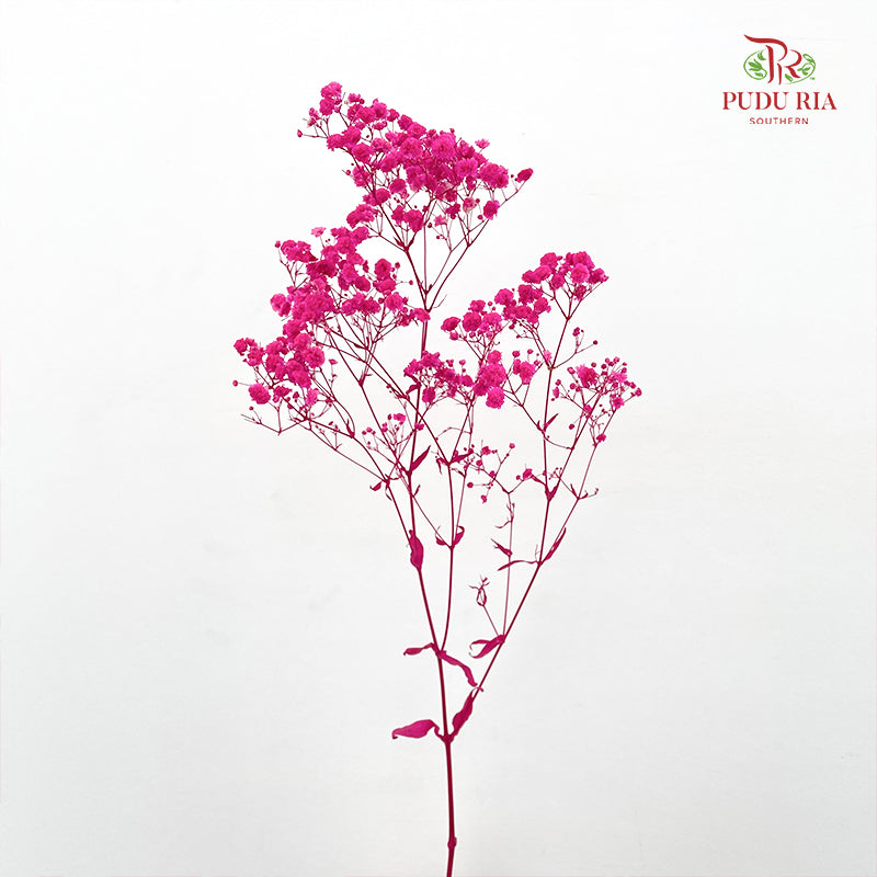 Preservative Baby Breath - Hot Pink