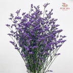 Caspia Purple 卡斯比亞 - (Per Bundle)