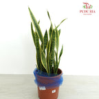 Sansevieria Laurentii