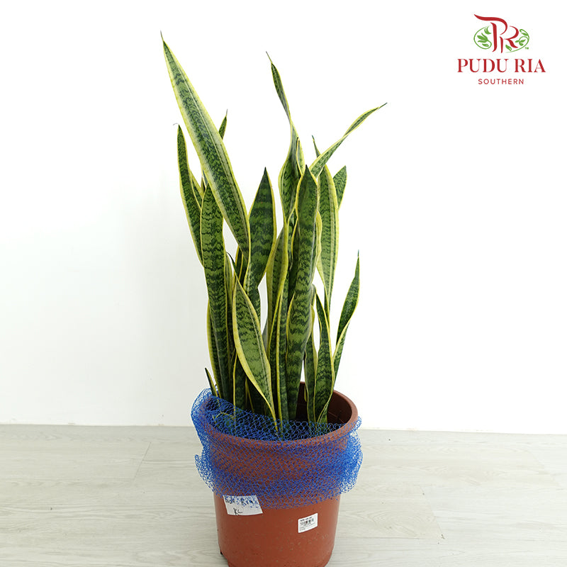 Sansevieria Laurentii