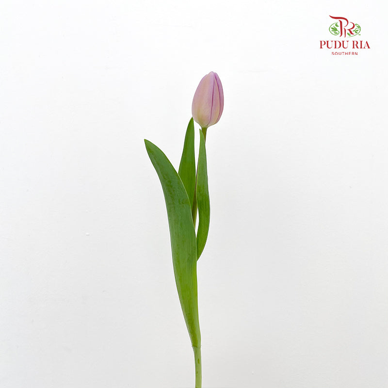 Tulip Purple 郁金香 - (8-10 Stems)