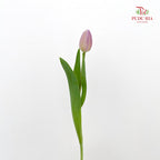 Tulip Purple 郁金香 - (8-10 Stems)