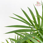 Jawa Palm