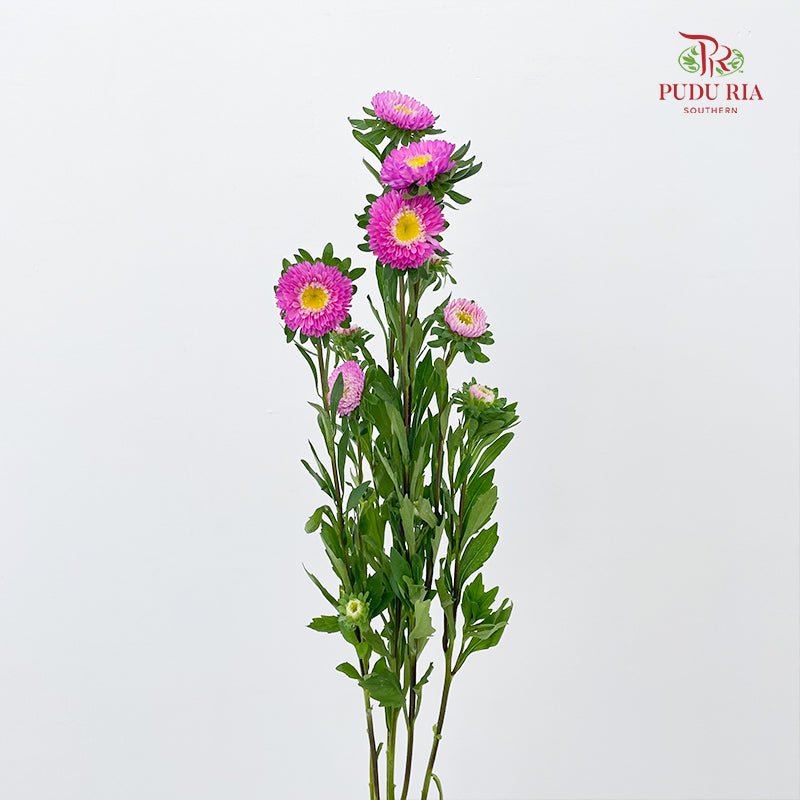 Aster 翠菊 Dark Pink - (Per Bundle)