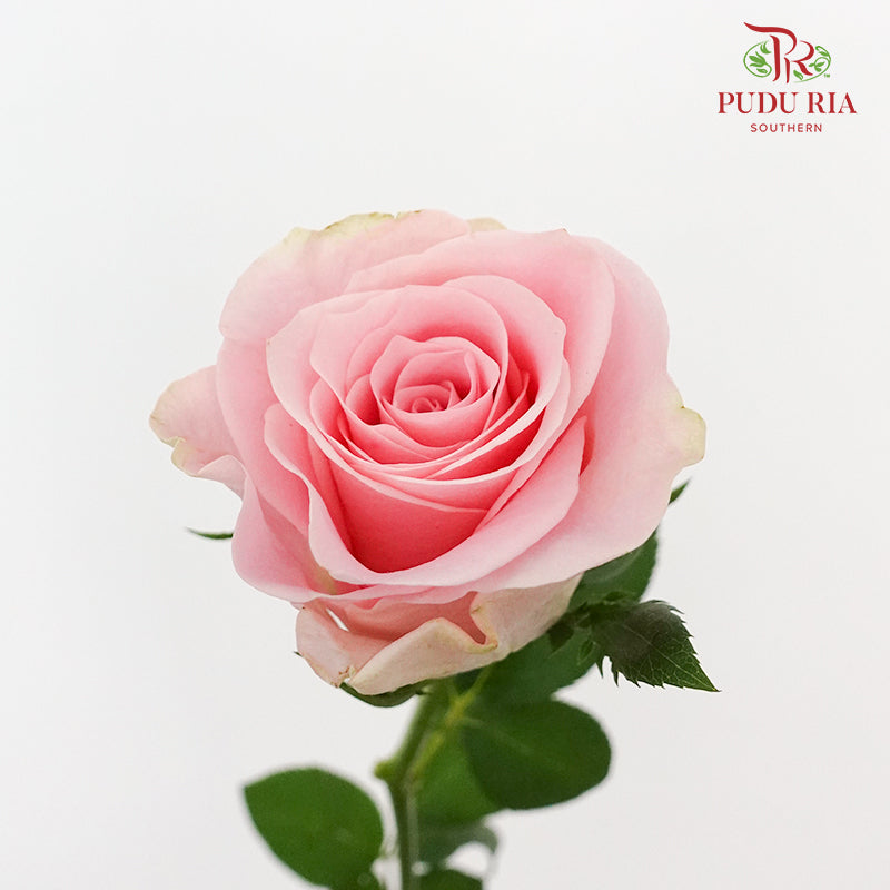 Rose Pink Cupid (8-10 Stems) - Pudu Ria Florist Southern