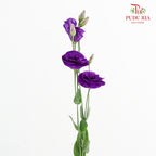 Eustoma Purple - (12-15 Stems)