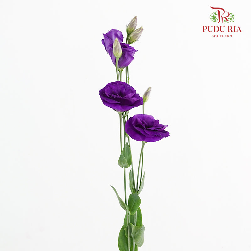 Eustoma Purple - (12-15 Stems)