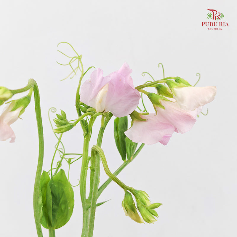Sweet Pea Pink 香豌豆 - (Per Bundle)