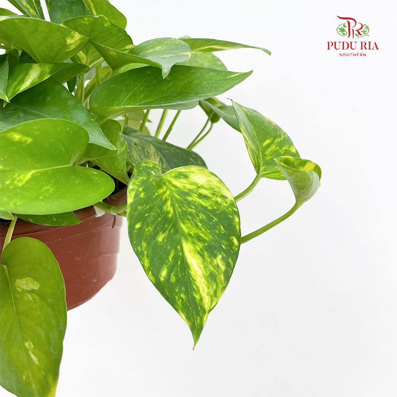 Money Plant Rar Hanging