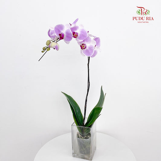 Phalaenopsis Orchid Purple With Stripes Big Single Stem