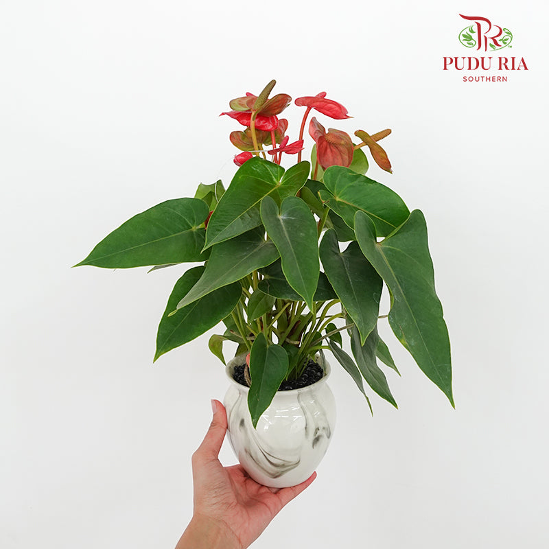 CNY Potted Plant Arrangement 2024#71
