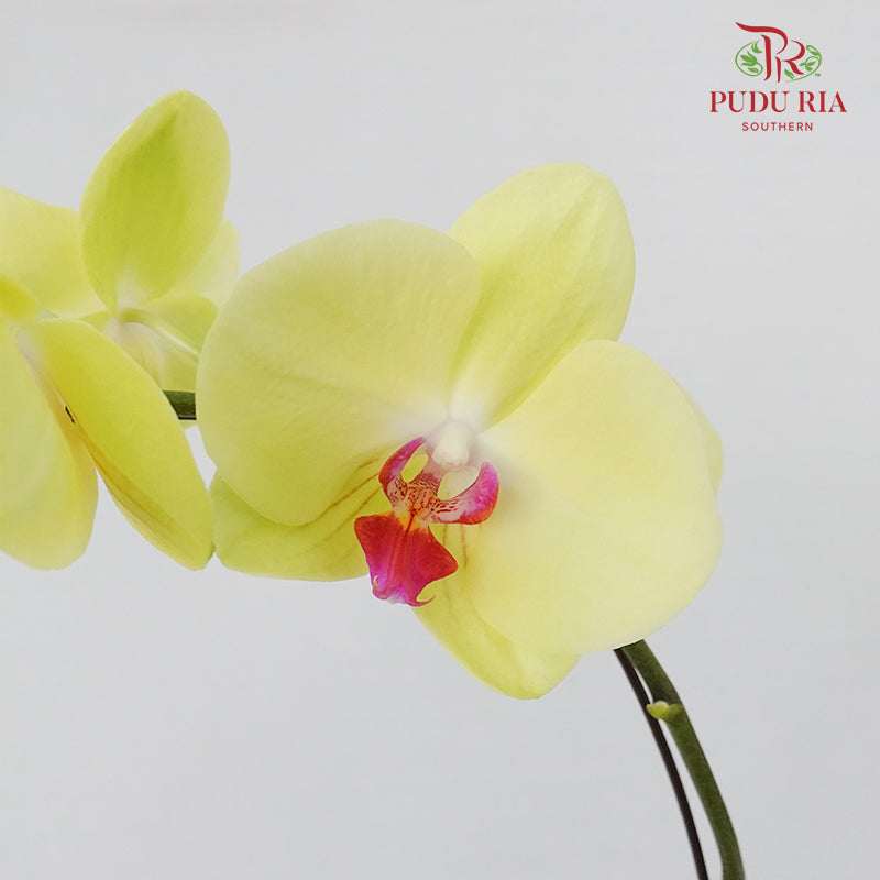 Phalaenopsis Orchid Yellow Without Pot / Per Stem (L) - Pudu Ria Florist Southern