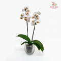 Phalaenopsis Orchid White Heart Yellow Double Stem Small