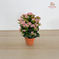 Kalanchoe Mixed (M)