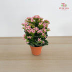 Kalanchoe Mixed (M)