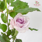 Rose Spray Ocean Song (8-10 Stems) - Pudu Ria Florist Southern