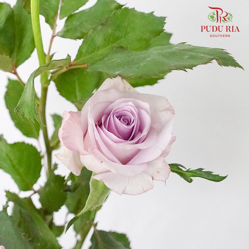 Rose Spray Ocean Song (8-10 Stems) - Pudu Ria Florist Southern