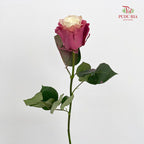 Rose Mondial Dyed Pop Star - (8-10 Stems)
