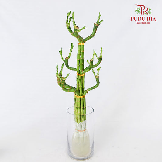 Thousand Hand Bamboo Lucky - (50cm) 千手富贵竹