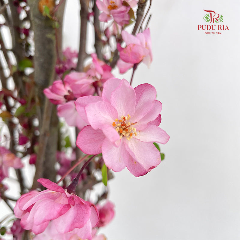 Malus Flower 苹果花 - (Per Bundle)