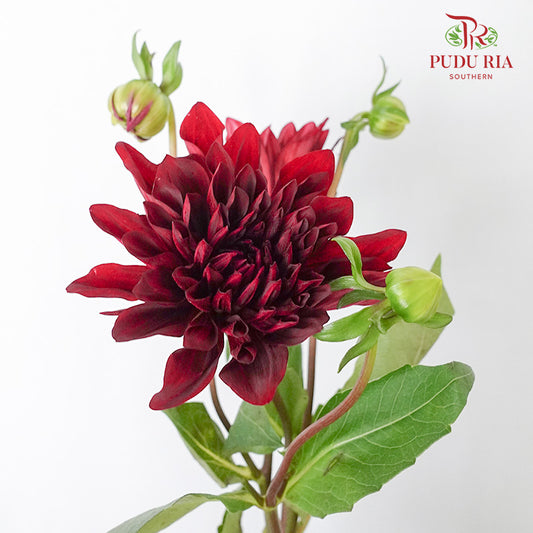 Dahlia Dark Red - (Per Bunch) - Pudu Ria Florist Southern