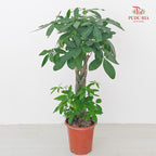 Pachira Aquatica Im