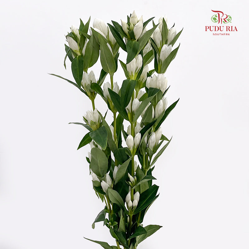 Gentiana White - (5 Stems)
