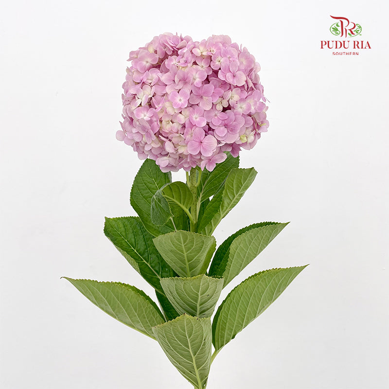 Hydrangea Light Pink - Per Stem