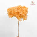 Preservative Hydrangea - Champagne / Per Stem