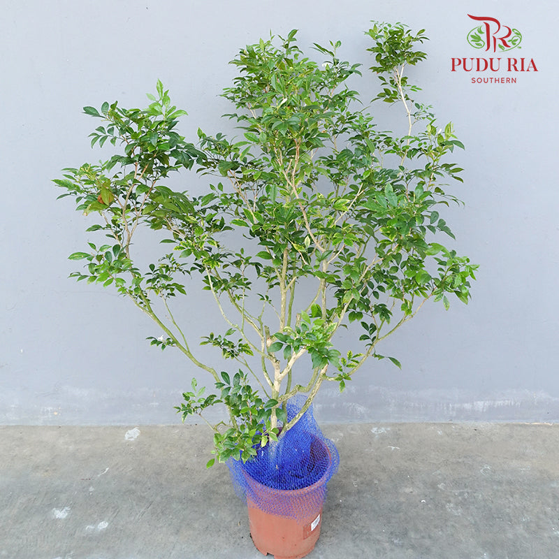 Murraya Paniculata - Pudu Ria Florist Southern