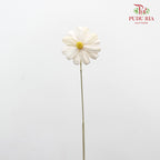 Dry Sunflower Seed Flower - White (Disk Flower Yellow)