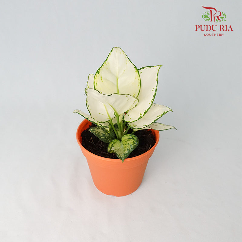Aglaonema Super White - Pudu Ria Florist Southern