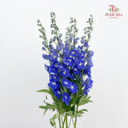 Delphinium Giant Blue飞燕草 - (5 Stems)
