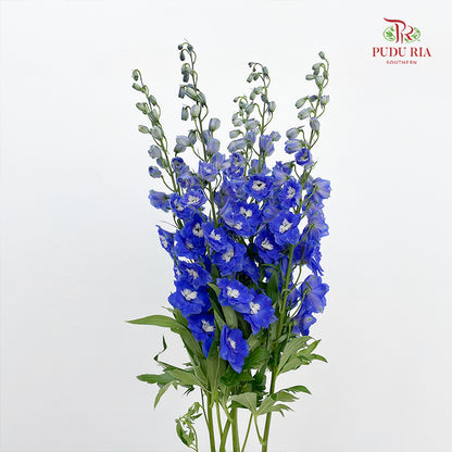 Delphinium Giant Blue - (5 Stems)