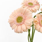 Gerbera Mini Alix Noor - (5 Stems)