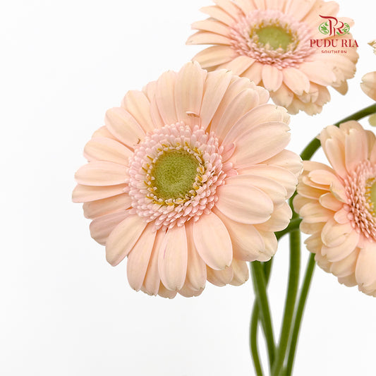 Gerbera Mini Cream (5 Stems)