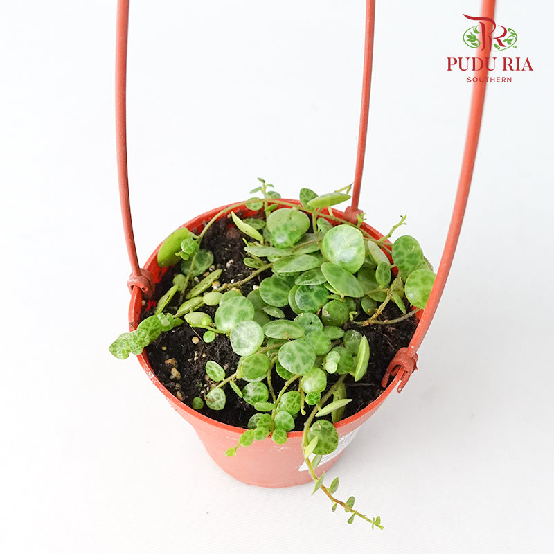 Peperomia Prostrata - Pudu Ria Florist Southern