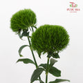 Green Tick 绿石竹 - (9-10Stems)