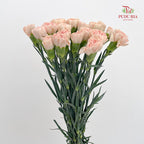 Carnation Turan Fragrance 图兰宜香康乃馨- (18-20 Stems)