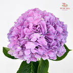 Hydrangea Soft Purple - (Per Stem)