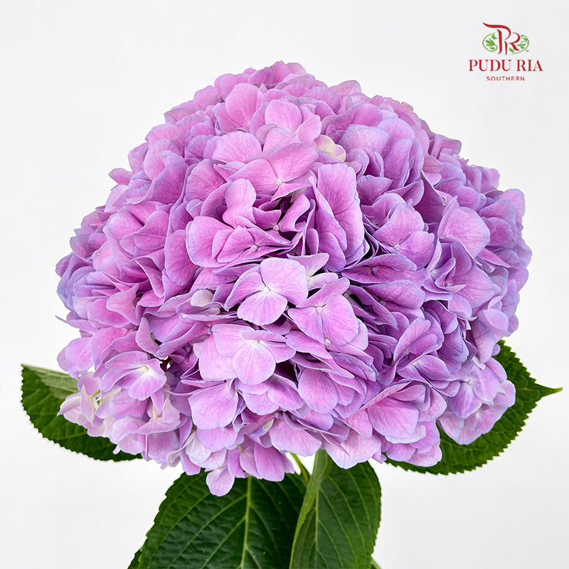 Hydrangea Soft Purple - (Per Stem)