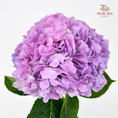 Hydrangea Soft Purple - (Per Stem)