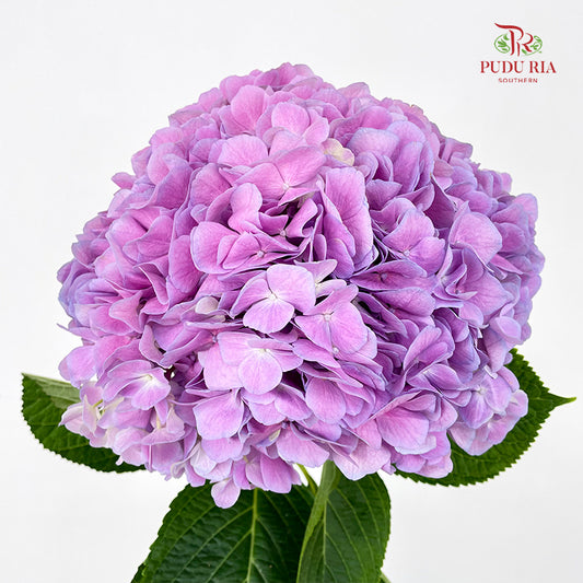Hydrangea Soft Purple - (Per Stem)